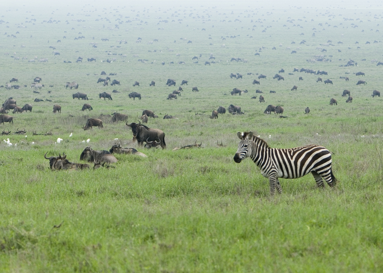 ... geschafft! Willkommen in der Massai Mara. (Quelle: David Dennis, CC BY-SA 2.0)