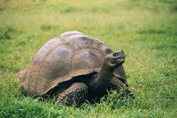 Galapagos-Schildkröte