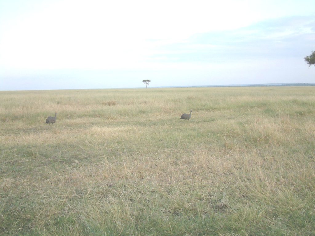 Savanne, Serengeti (Quelle: Ralf Krüger)