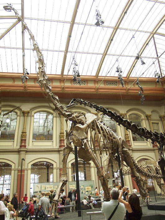 Giraffatitan im Berliner Naturkundemuseum Quelle: R. Spekking (CC-BY-SA 4.0)