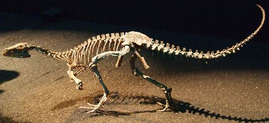 Echsenbecken vom Eoraptor Quelle: K. Ohno (CC BY-SA 2.0)