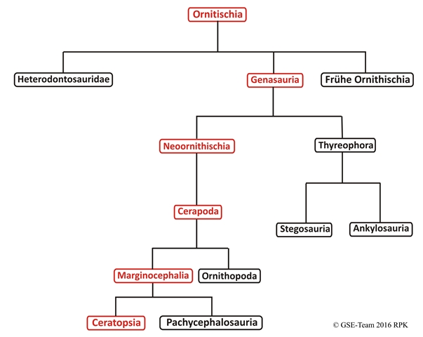 Kladogramm: Familie der Ceratopsia