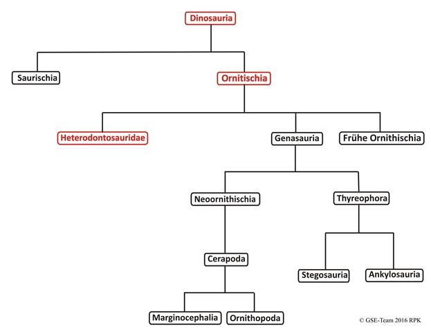 Kladogramm: Familie der Heterodontosaurier