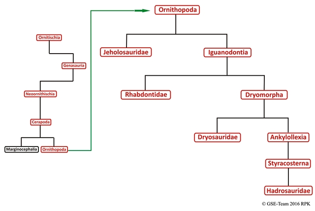 Kladogramm: Familie der Ornithopoda