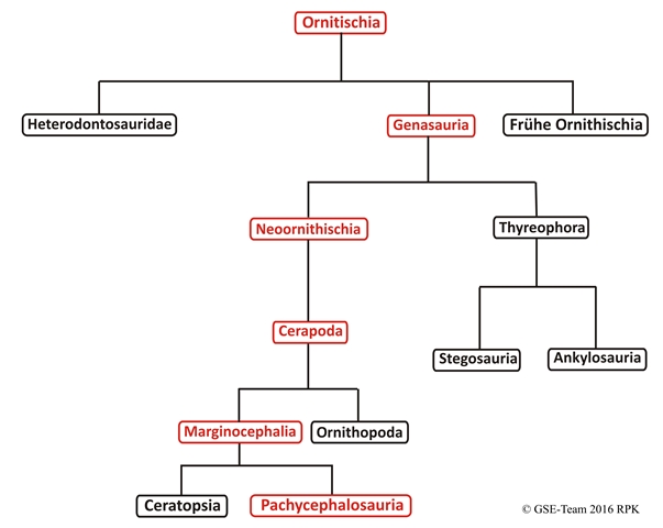 Kladogramm: Familie der Pachycephalosauridae