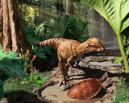 Rekonstruktionsbild der Familie Pachycephalosauridae Quelle: J. Csotonyi (CC BY-SA 4.0)