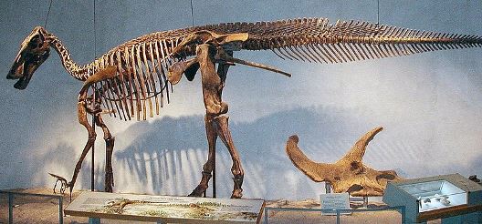 Vogelbecken vom Edmontosaurus Quelle: J. Spencer (CC BY-SA 3.0)